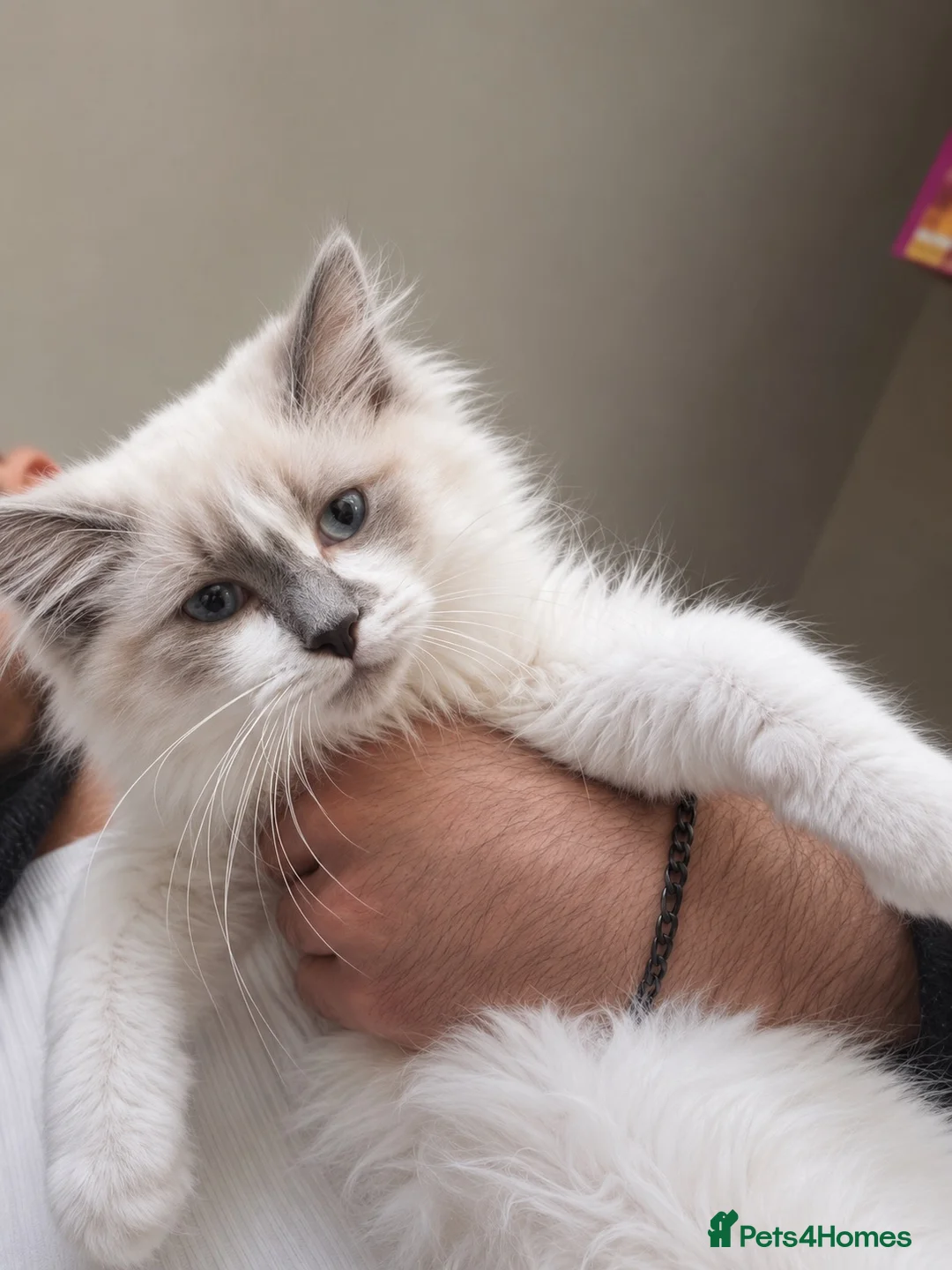 Ragdoll cats for sale: Ragdoll male  - Advert 6
