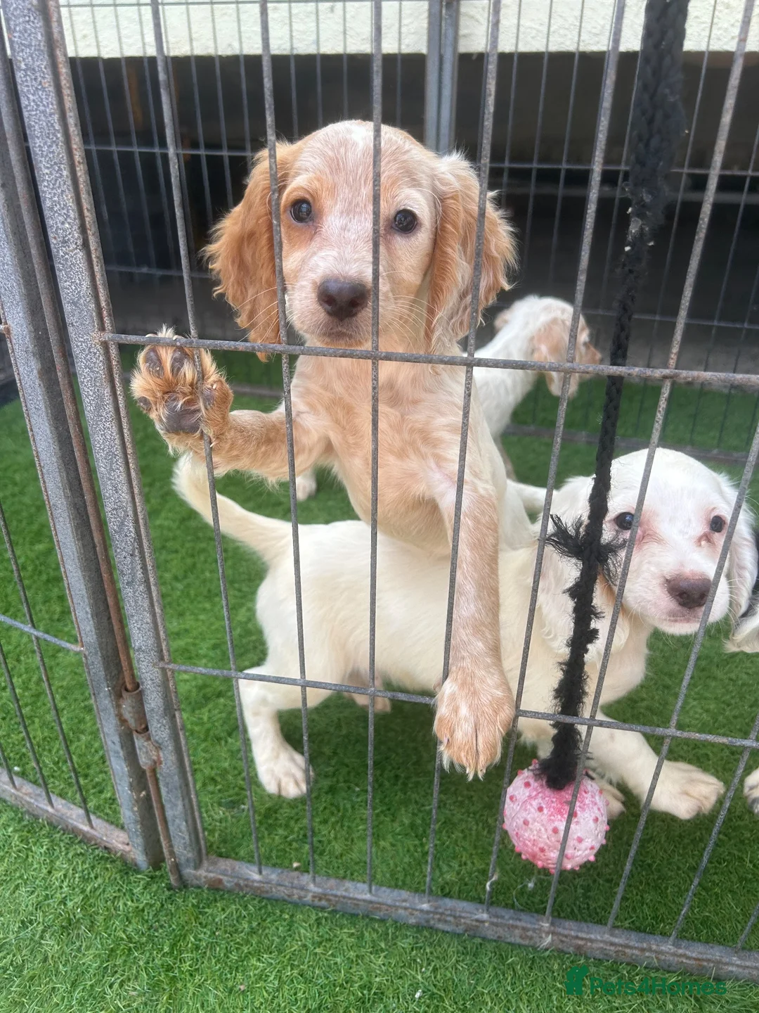 Cocker Spaniel dogs for sale: 4 cocker spaniel puppies  - Advert 2