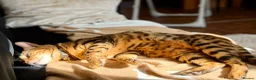 Bengal cats for sale: Champion Bengal in Colchester - Advert 5