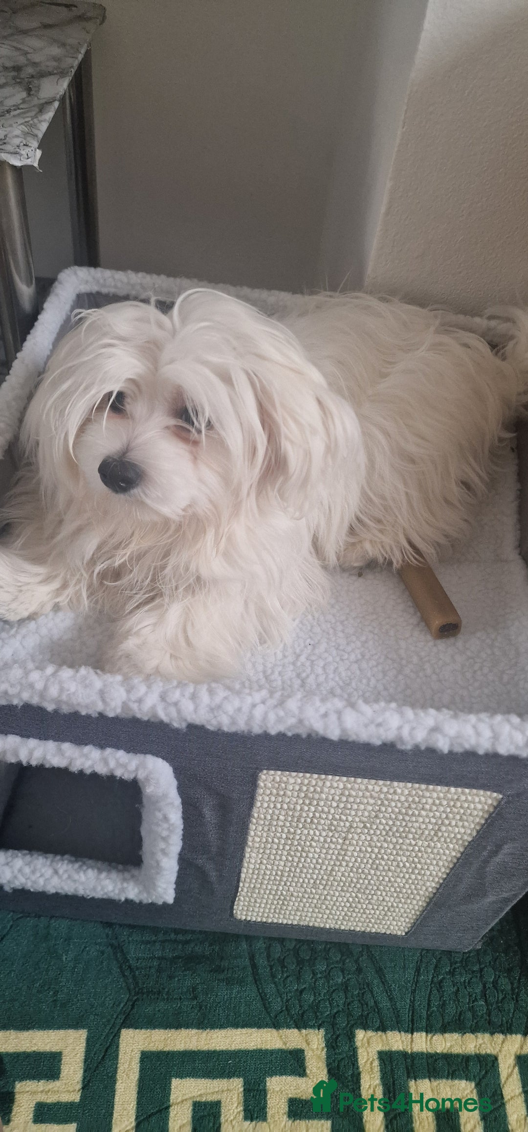 Maltese dogs for sale: Beautiful Maltese  - Advert 8