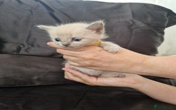 Ragdoll cats for sale: Ragrex kittens for sale  - Image 4
