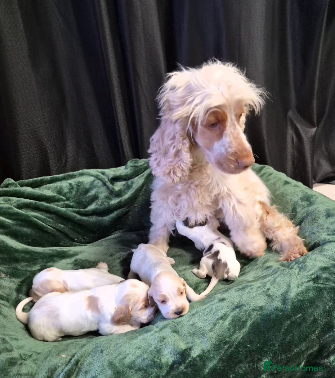 Cocker Spaniel dogs for sale: Beautiful Show Cocker Spaniel Males  - Advert 6