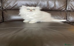 Persian cats for sale: Female persian chinchilla ready to leave - Image 4