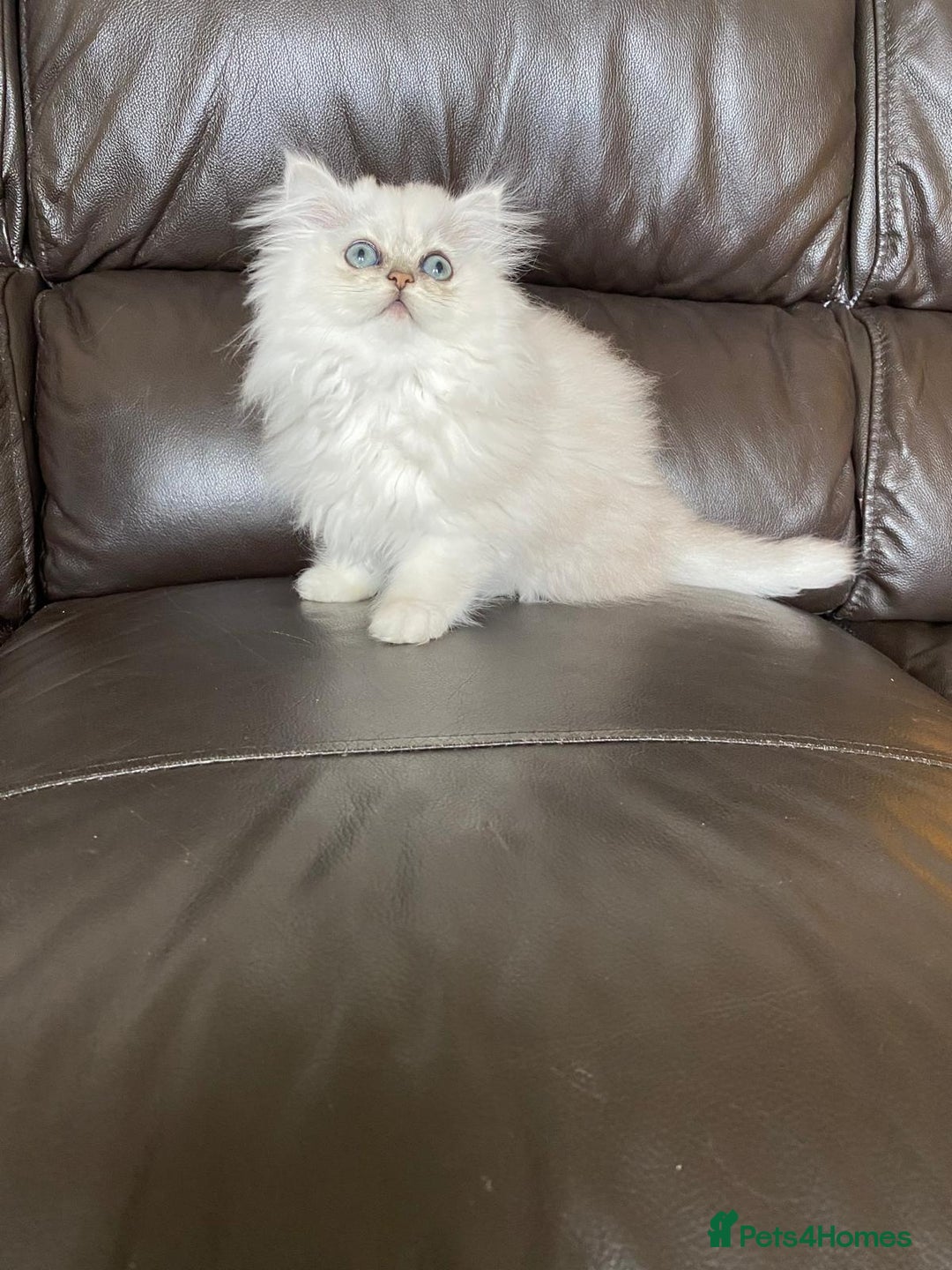 Persian cats for sale: Female persian chinchilla ready to leave - Image 4