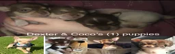 Chihuahua dogs for stud: FOR STUD ONLY in Sheffield - Advert 20