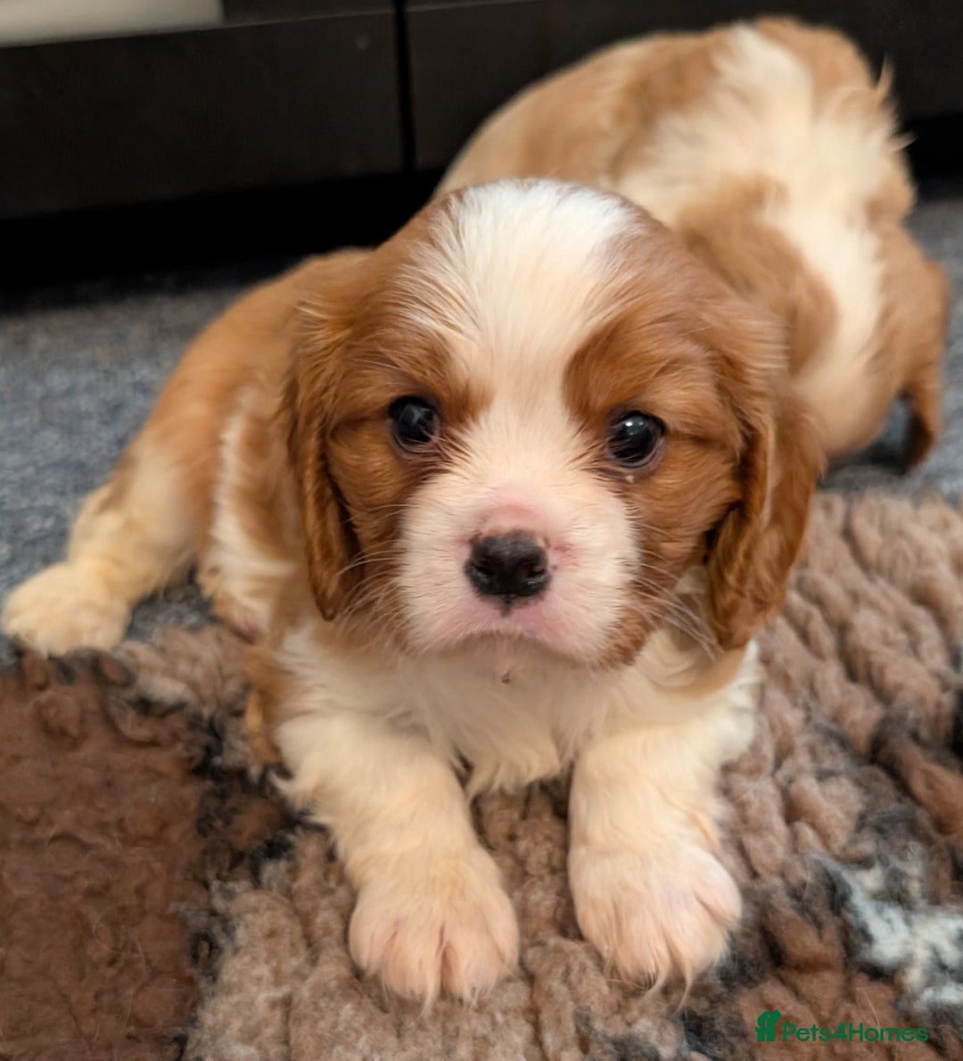 Cavalier King Charles Spaniel dogs for sale: KC Health Tested Cavalier King Charles Spaniels - Image 10
