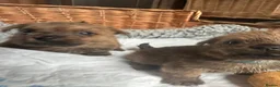 Norfolk Terrier dogs for sale: Norfolk Terrier Puppies for Sale – 1 Bitch 3 Dogs - Advert 10