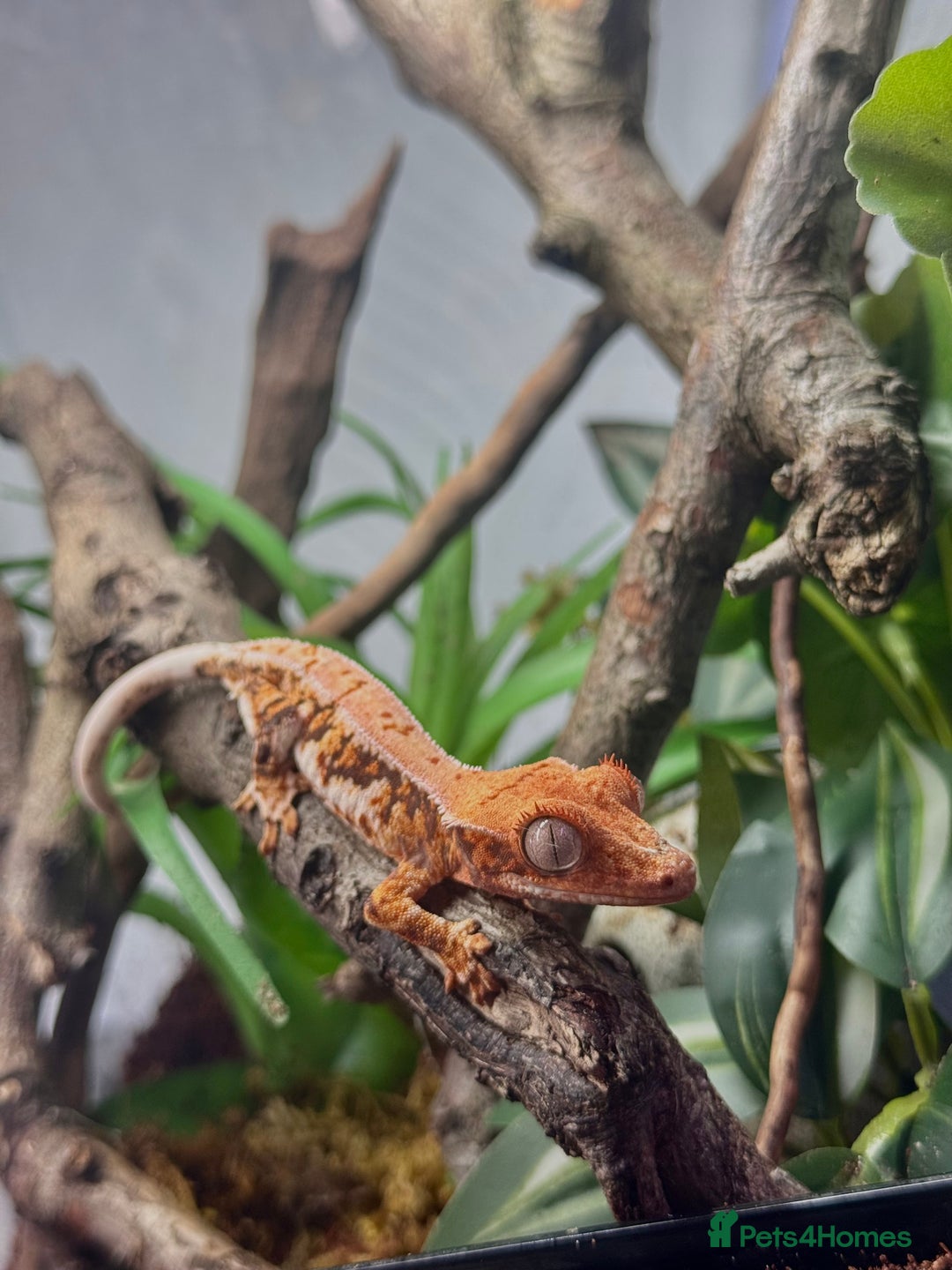 Gecko reptiles for sale: High expression Lily white Crested Gecko - Image 4
