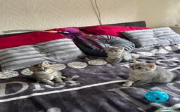 British Shorthair cats for sale: British shorthair kittens  - Image 3