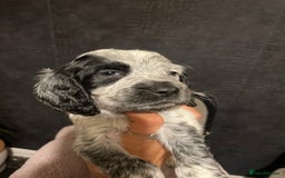Cocker Spaniel dogs for sale: Stunning cocker spaniel puppies  - Image 8