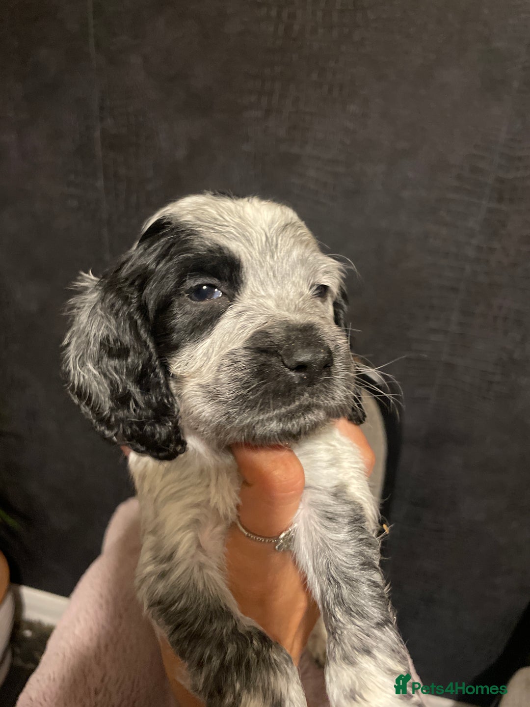 Cocker Spaniel dogs for sale: Stunning cocker spaniel puppies  - Image 8