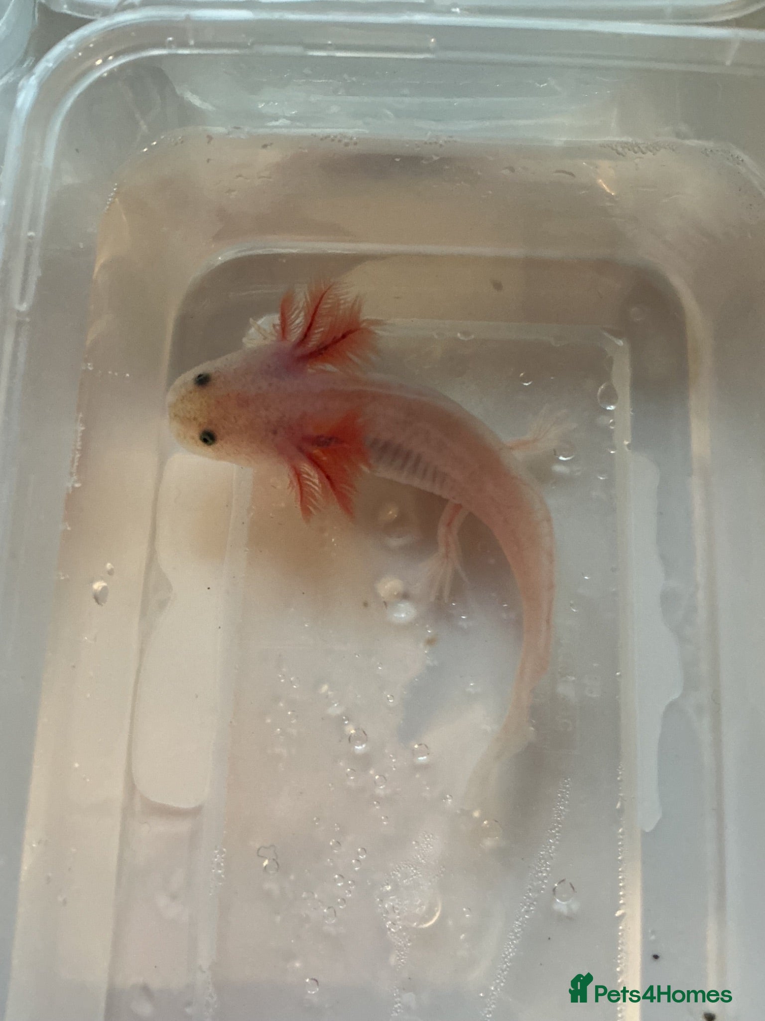 Axolotl reptiles Axolotl Jeuveniles  - Advert 2