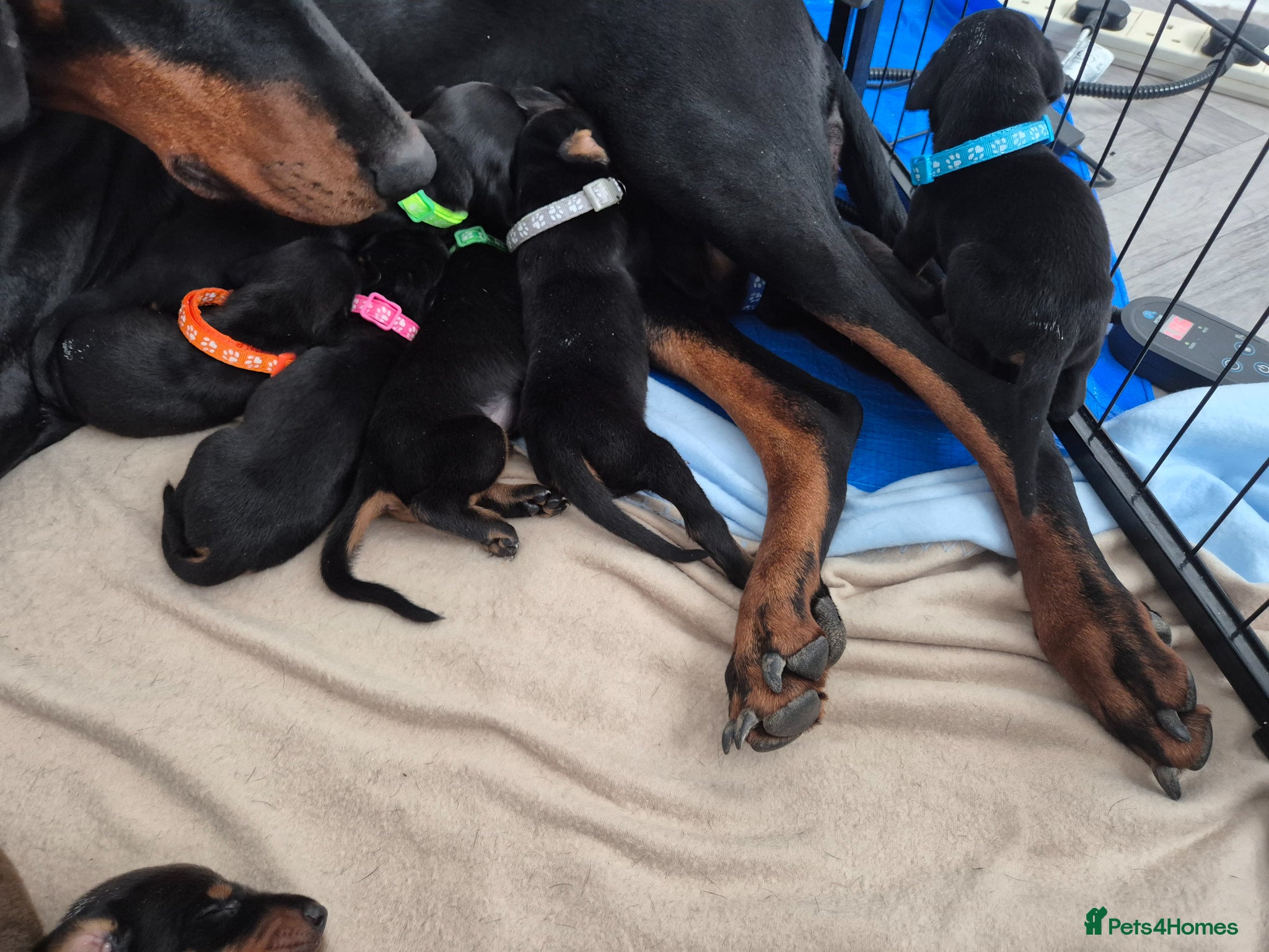 Dobermann dogs ⭐️⭐️⭐️⭐️⭐️ KC Reg European Dobermann puppies - Advert 8