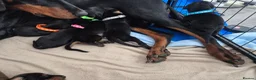 Dobermann dogs for sale: ⭐️⭐️⭐️⭐️⭐️ KC Reg European Dobermann puppies - Advert 13