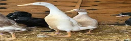 Ducks poultry for sale: Runner ducks - Advert 1
