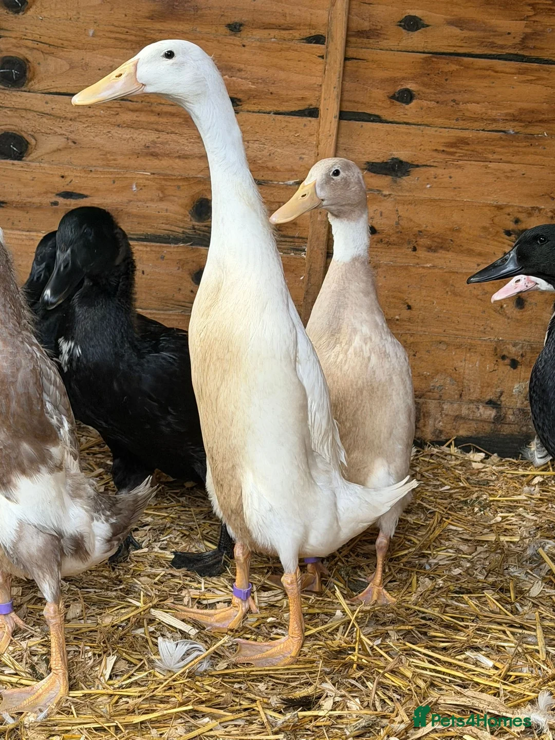 Ducks poultry for sale: Runner ducks - Advert 1