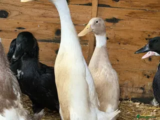 Ducks poultry Runner ducks - Advert 1