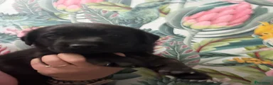 Labrador Retriever 4