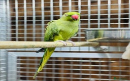 Ringnecks birds for sale: Indian ring neck - Image 7