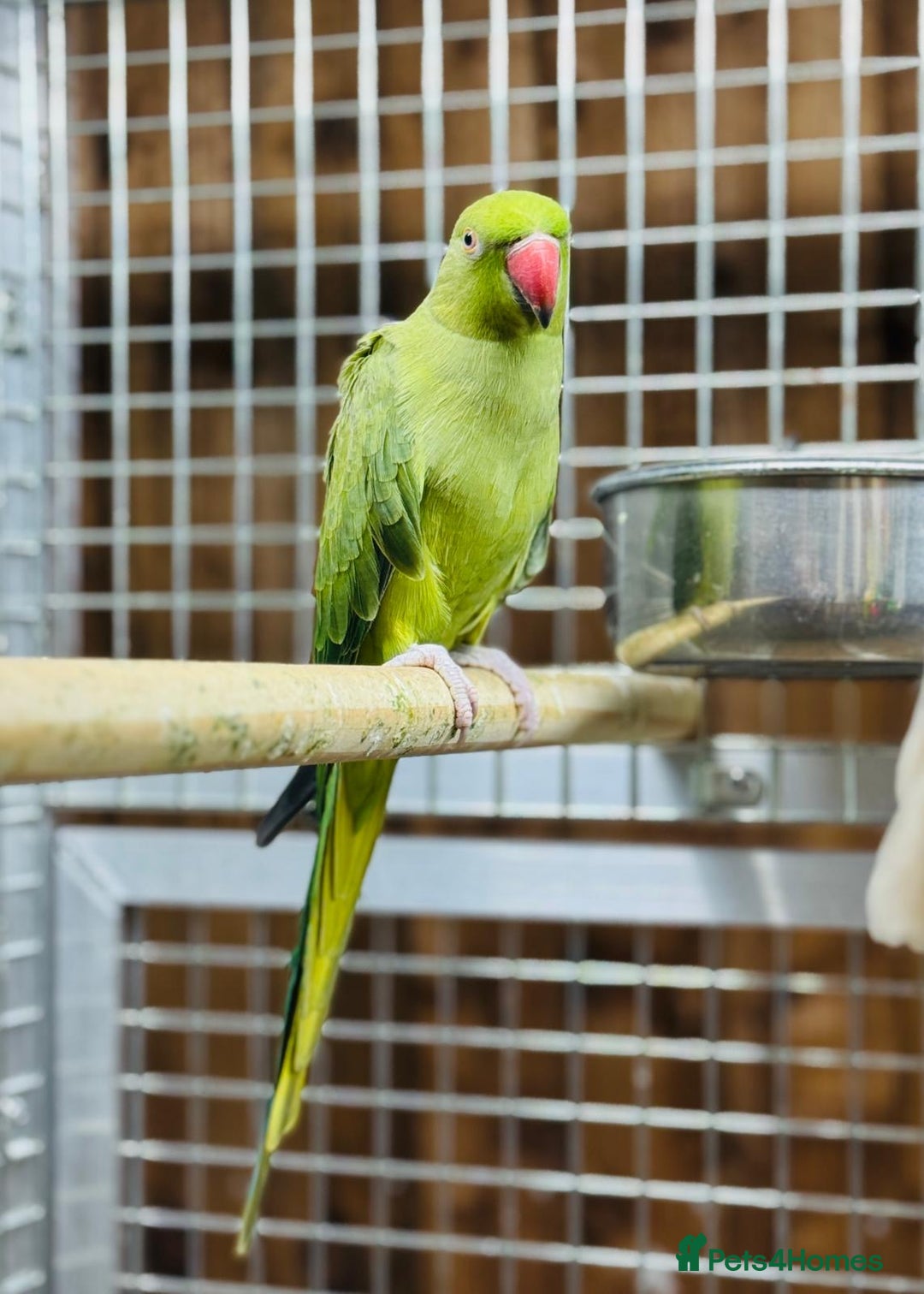 Ringnecks birds for sale: Indian ring neck - Image 7