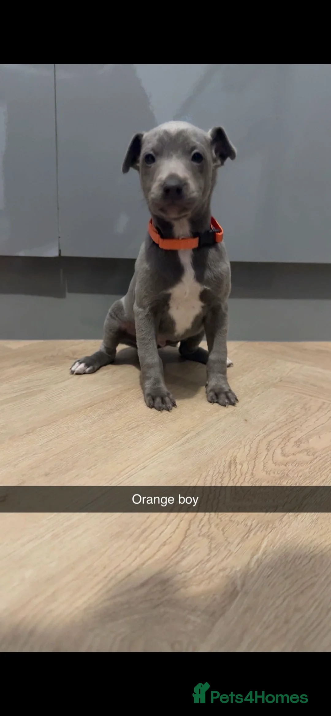 Italian Greyhound dogs for sale: Italian greyhounds ready now  - Advert 7