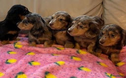 Dachshund dogs for sale: Dachshund long haired miniature - Image 20