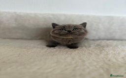 British Shorthair cats for sale: 💎  CHAMPION LINES BSH BLUE  💎 - Advert 7