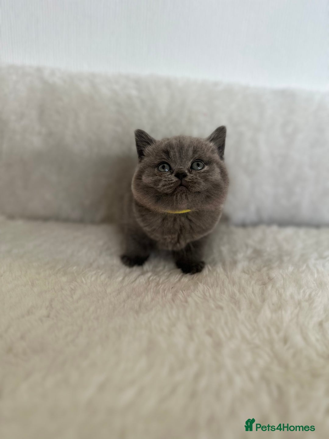 British Shorthair cats for sale: 💎  CHAMPION LINES BSH BLUE  💎 - Advert 7