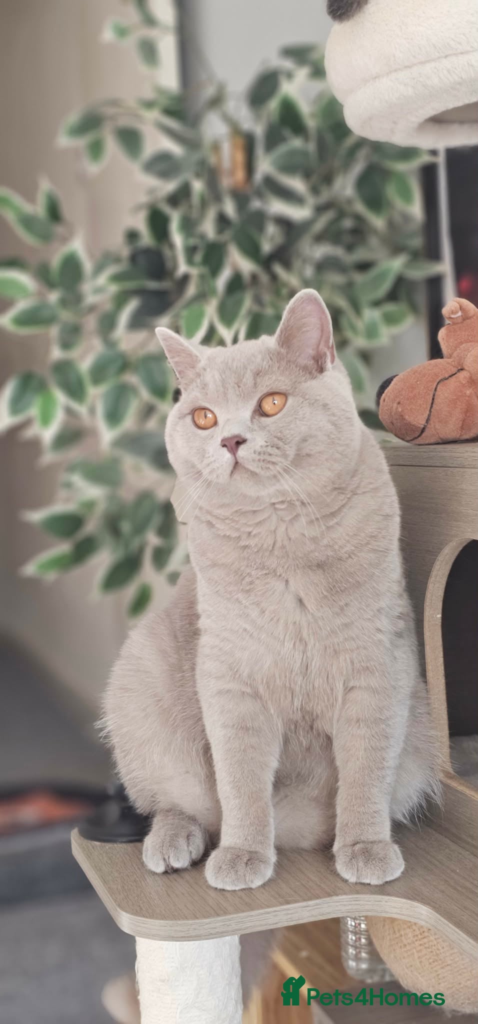 British Shorthair cats GCCF British Shorthair STUD - Advert 1