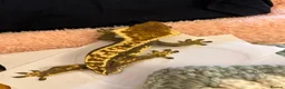 Gecko reptiles for sale: Crested Gecko- loving home wanted  in Norwich - Advert 9