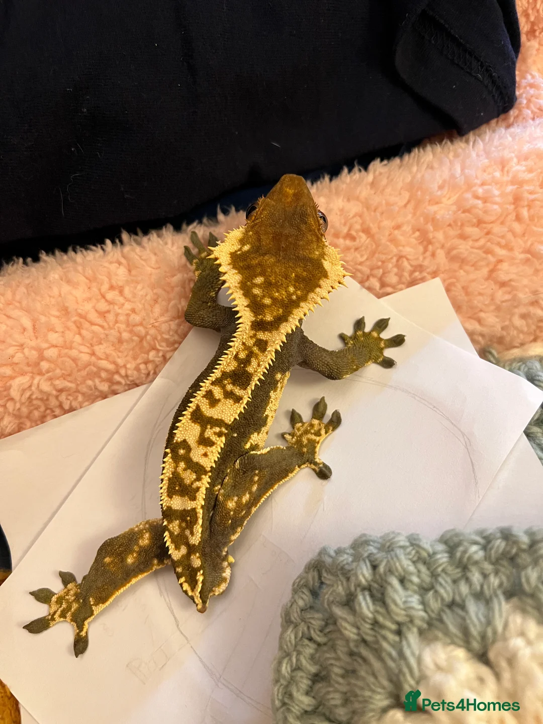Gecko reptiles for sale: Crested Gecko- loving home wanted  in Norwich - Advert 9