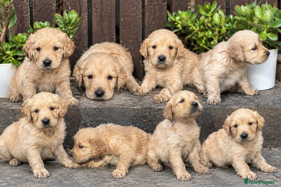 Golden Retriever dogs for sale: Chunky Pedigree Golden Retriever Puppy *READY NOW* - Advert 1