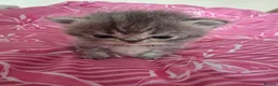Exotic cats for sale: GCCF Registered Exotic kittens in Wingate - Advert 8