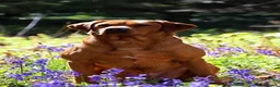 Labrador Retriever dogs for sale: Stunning KC Fox Red Boys & Girls Labradors  - Advert 18