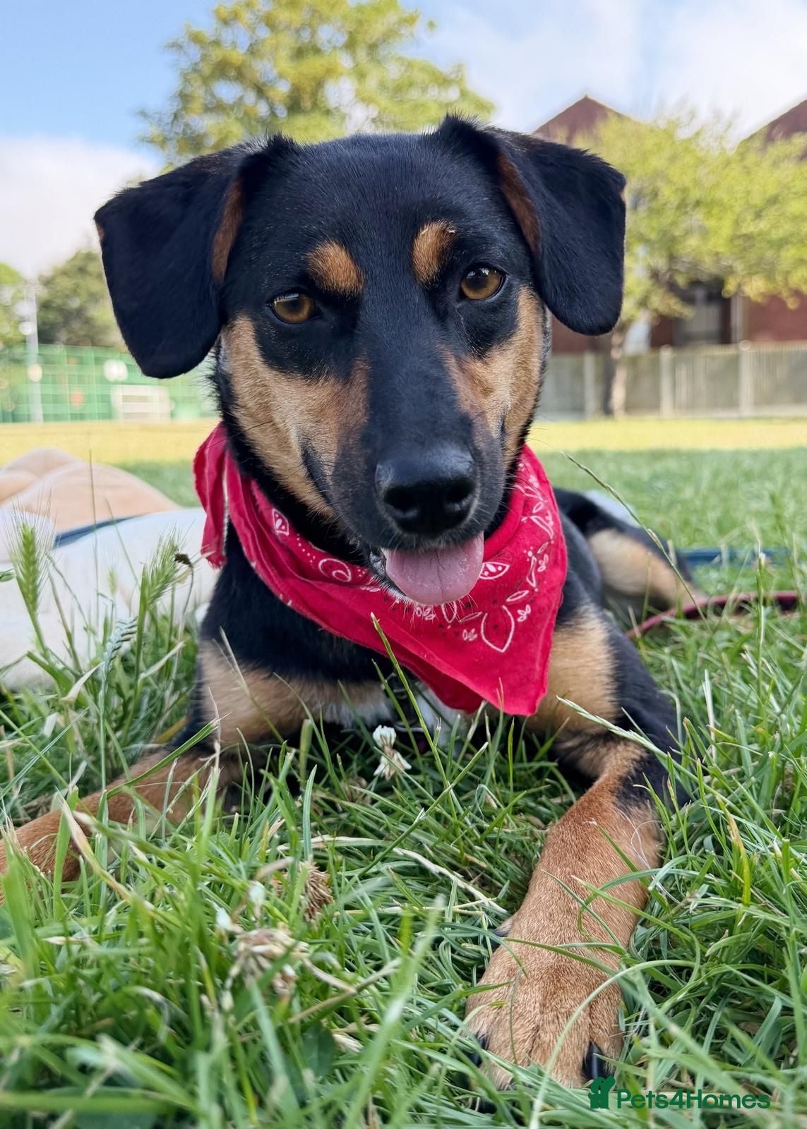 Mixed Breed dogs ❤️🐶 PENNY – A HEART FULL OF LOVE & JOY ❤️🐶 - Advert 1
