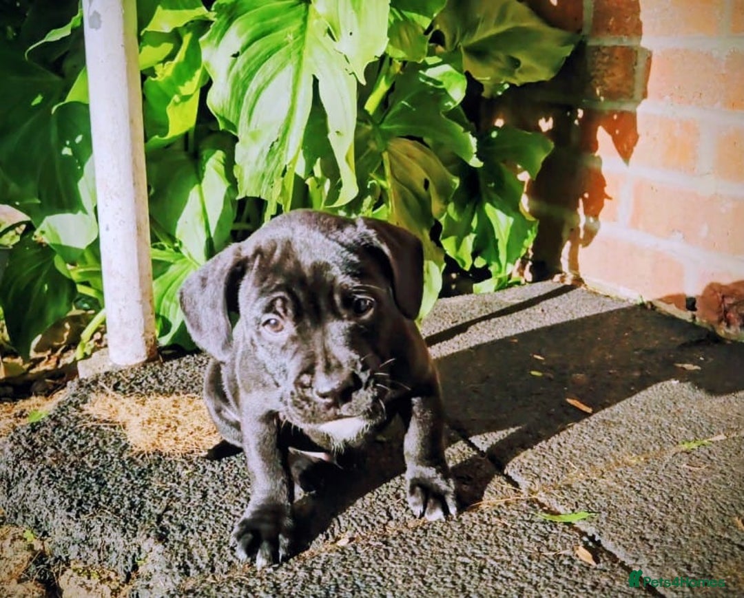 Mixed Breed dogs for sale: French bulldog x German short haired puppies - Advert 2