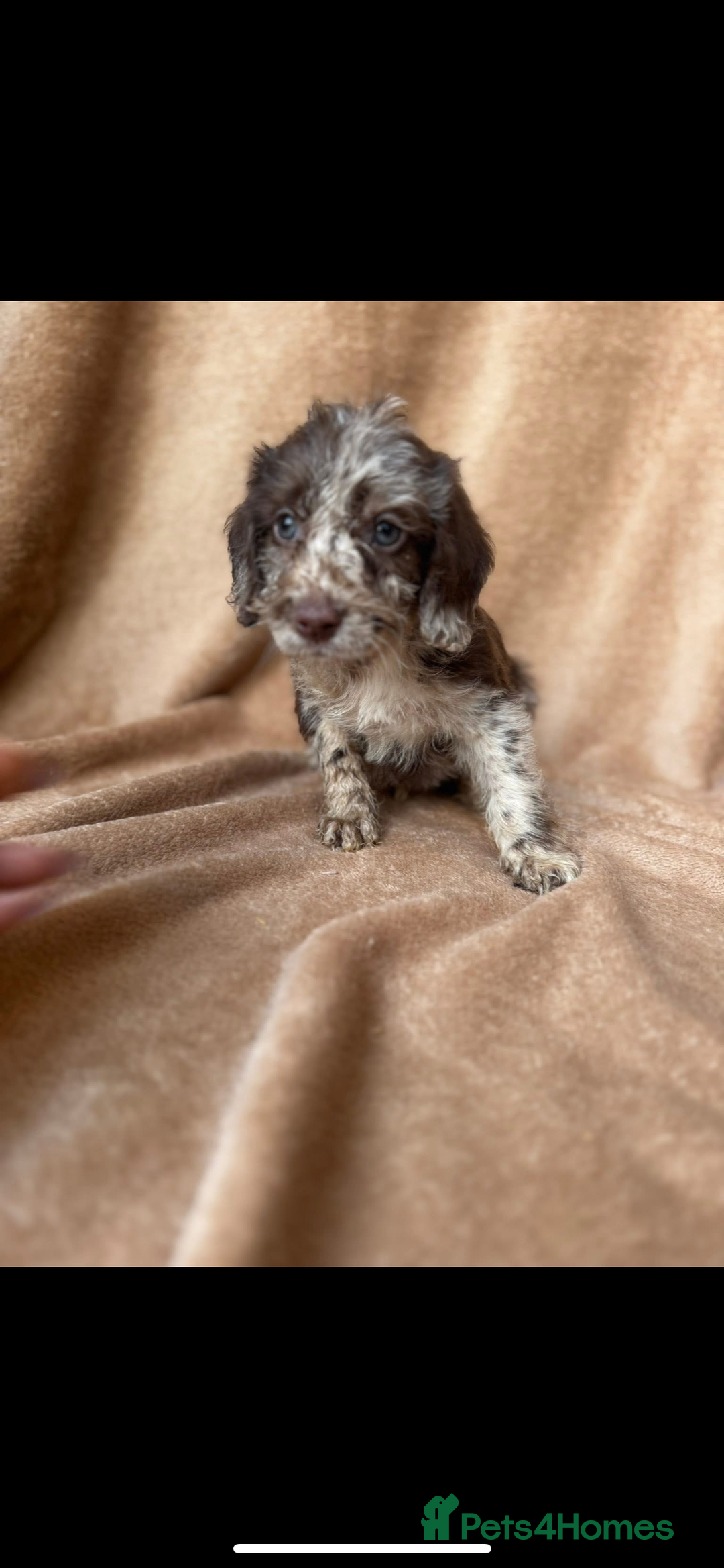 Cockapoo dogs for sale: F1 cockapoos  - Image 2