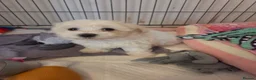Bichon Frise dogs for sale: Cute little puppies  - Advert 16