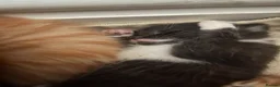 Mixed Breed cats for sale: Stunning kittens ready to find new loving homes  - Advert 5