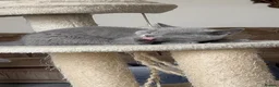 British Shorthair cats for sale: Three sweet blue Britishshorthair kittens girls  - Advert 8
