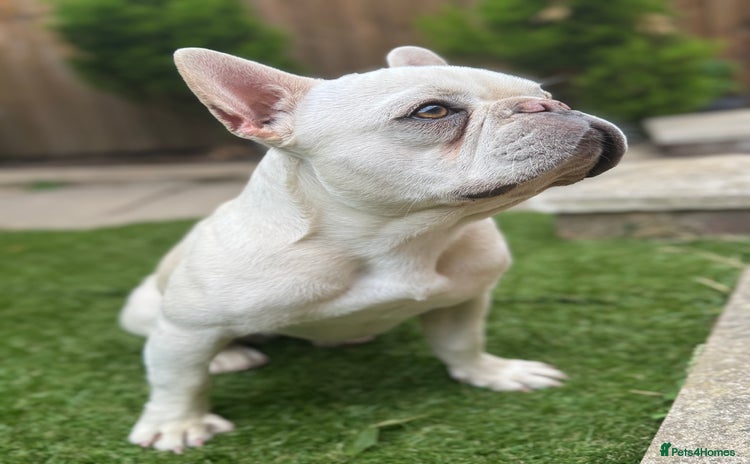 French Bulldog dogs in Romford - Advert 2