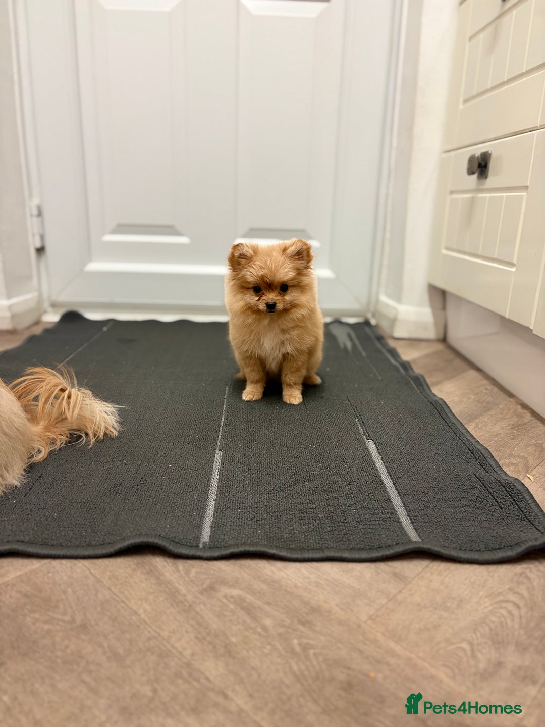 Mixed Breed dogs for sale: Pomeranian mixt with bichon - Advert 9