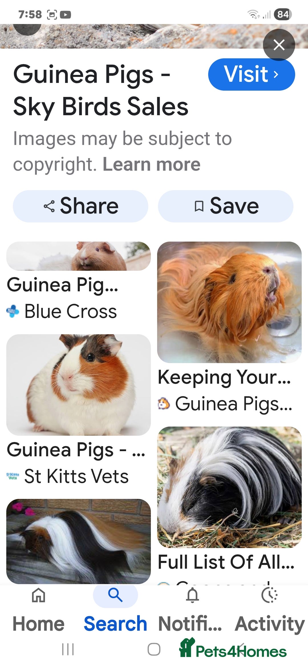 Guinea Pig rodents for sale: WANTED  - Advert 3