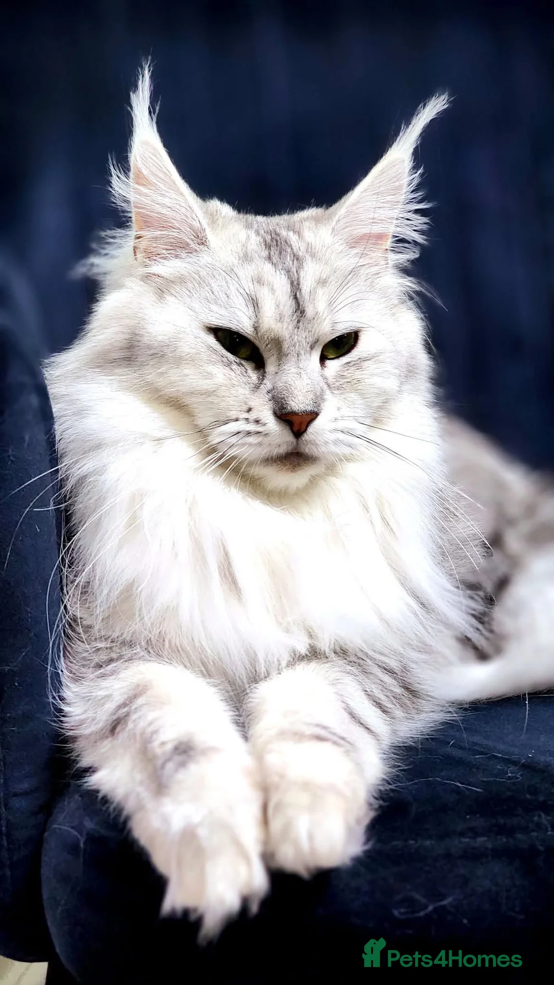 Maine Coon cats for sale: 💫💫Beautiful Maine Coon Kittens💫💫 - Advert 1