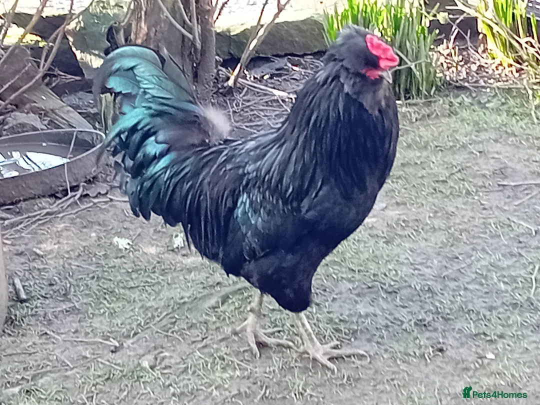 Chickens poultry for sale: Chicks looking for loving homes 🐥 - Advert 7