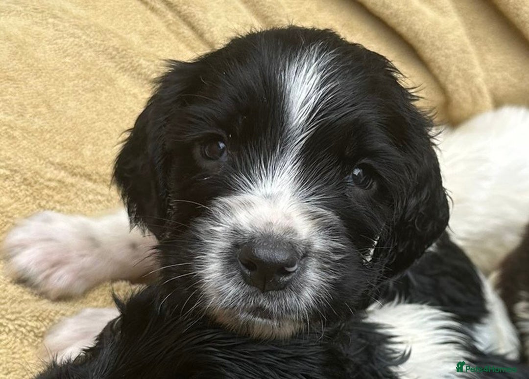 English Springer Spaniel dogs for sale: Pedigree Springer Spaniel Pups.  - Image 11