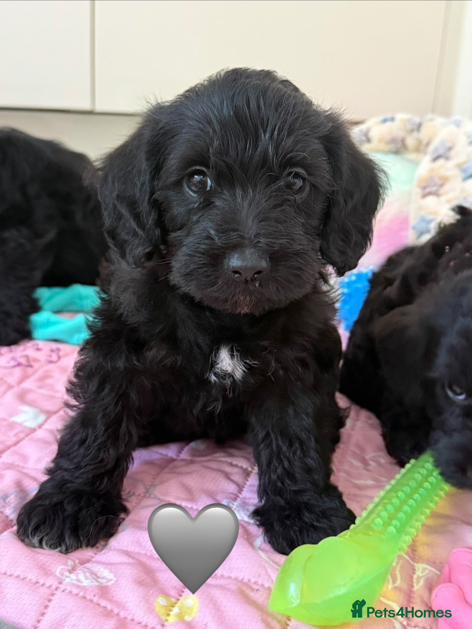 Miniature Schnauzer dogs Miniature Schnauzers X Pups **Ready Now** - Advert 2