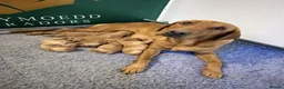 Labrador Retriever dogs for sale: Fox Red Labradors Available in Oswestry - Advert 5