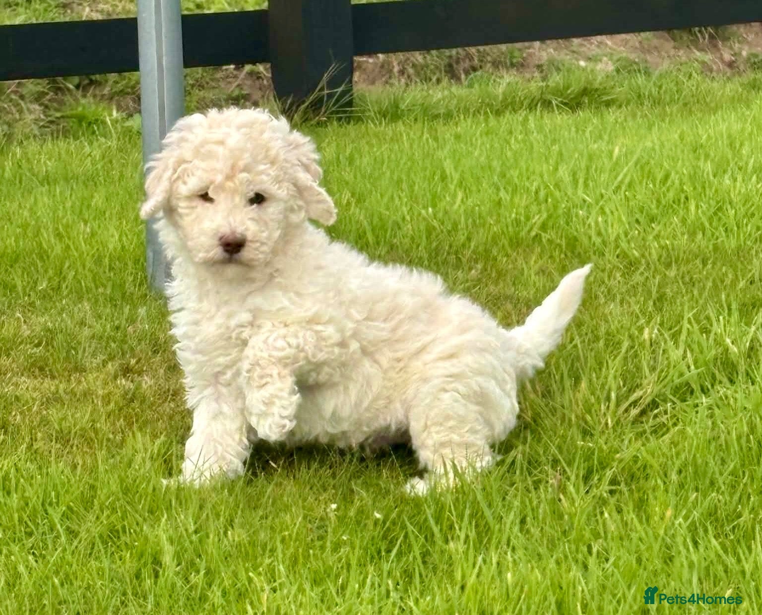 Labradoodle dogs Labradoodle pups  - Advert 1