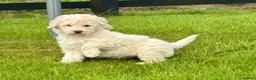 Labradoodle dogs for sale: Labradoodle pups  in Dundee - Advert 1